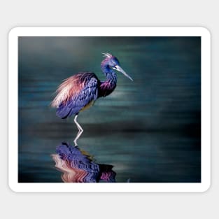 Tricoloured Heron Fishing Sticker